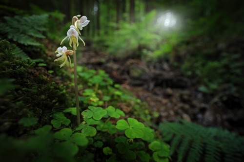 Untitled design (33).png