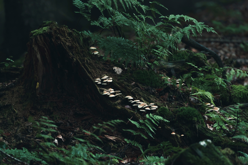 Untitled design (34).png