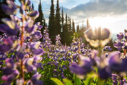 Untitled design (32).png