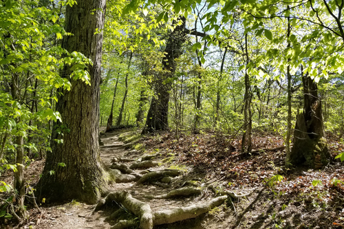 Untitled design (31).png