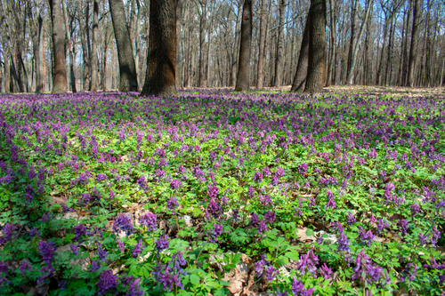 Untitled design (24).png