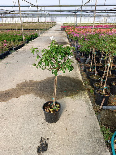 WhatsApp Image 2024 02 29 at 14.19.39 2efe670b.jpg