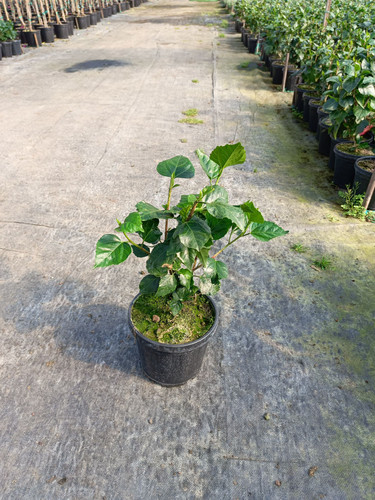 WhatsApp Image 2024 02 29 at 14.53.11 5fea6a8a.jpg