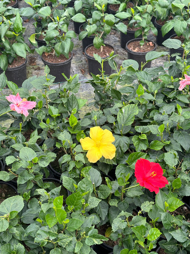 WhatsApp Image 2024 02 29 at 14.53.12 58a30931.jpg