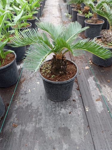 WhatsApp Image 2024 02 29 at 15.04.38 4cde7114.jpg