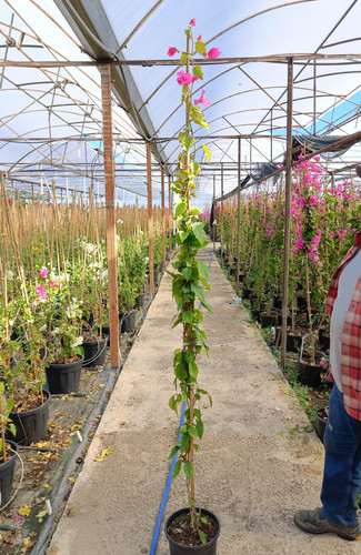 WhatsApp Image 2024 02 29 at 14.38.19 3284a29c.jpg