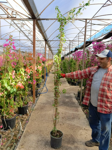 WhatsApp Image 2024 02 29 at 14.38.16 84213648.jpg