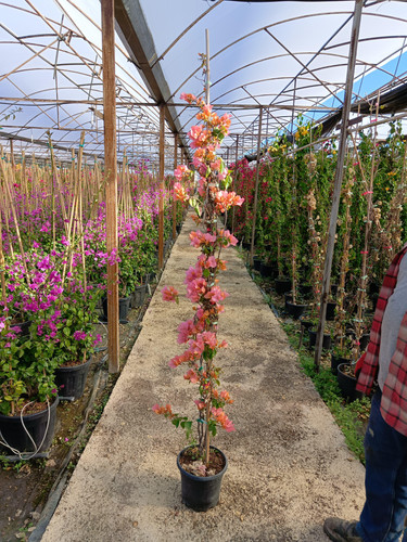 WhatsApp Image 2024 02 29 at 14.38.18 b3cda725.jpg