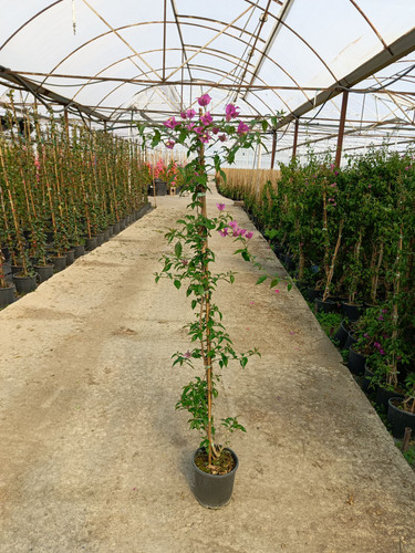 WhatsApp Image 2024 02 29 at 14.39.10 9a54929d.jpg