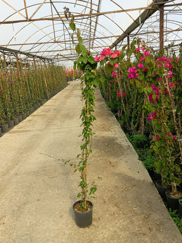 WhatsApp Image 2024 02 29 at 14.39.10 10d25923.jpg