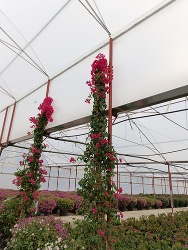 WhatsApp Image 2024 02 29 at 14.40.31 9f0065c1.jpg