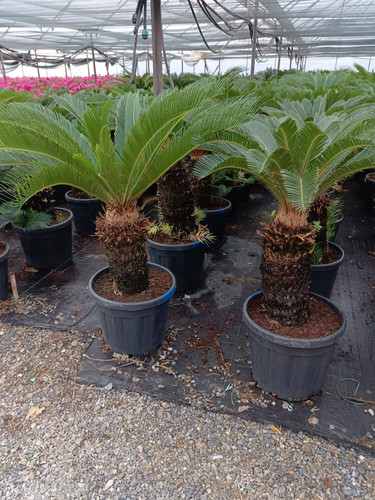 WhatsApp Image 2024 02 29 at 15.04.37 83f748ec.jpg