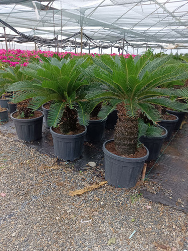 WhatsApp Image 2024 02 29 at 15.04.38 fbd067d3.jpg