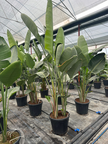 WhatsApp Image 2024 02 29 at 14.47.34 6c66976c.jpg