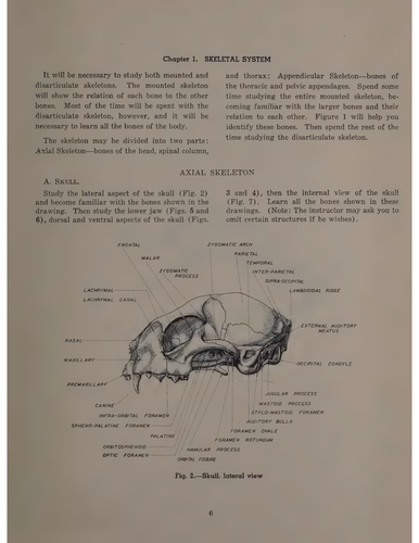 laboratory anatomy of the cat 11.png