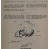 laboratory anatomy of the cat 11