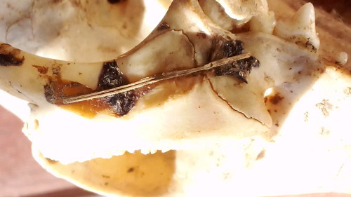 VID 20240228 090853.mp4 snapshot 18.44.363.jpg