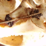 VID 20240228 090853.mp4 snapshot 18.44.363