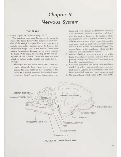 Laboratory anatomy of the cat 93.png