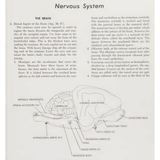 Laboratory anatomy of the cat 93