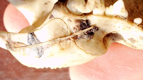 VID 20240228 090853.mp4 snapshot 17.37.595.jpg