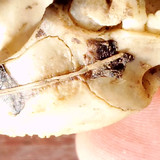 VID 20240228 090853.mp4 snapshot 17.37.595