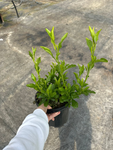 WhatsApp Image 2024 03 02 at 13.06.01 be8ba514.jpg