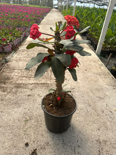 WhatsApp Image 2024 03 02 at 12.54.15 9407029b.jpg