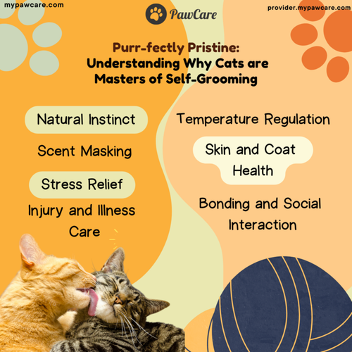 Purr fectly Pristine Understanding Why Cats are Masters of Self Grooming.png