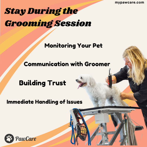 Stay During the Grooming Session.png