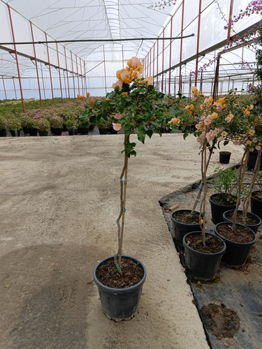 WhatsApp Image 2024 03 02 at 12.41.44 7df6f840.jpg