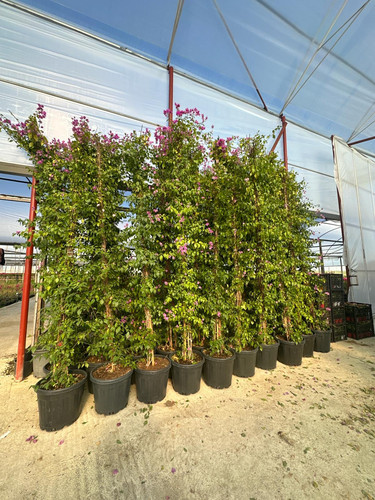 WhatsApp Image 2024 03 02 at 12.48.31 7d7c1e71.jpg