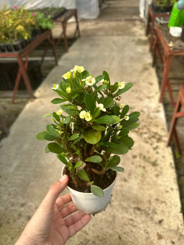 WhatsApp Image 2024 03 02 at 12.54.15 85e5ccaa.jpg