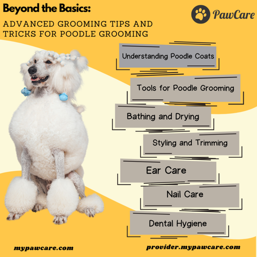 Beyond the Basics Advanced Grooming Tips and Tricks for Poodle Grooming.png