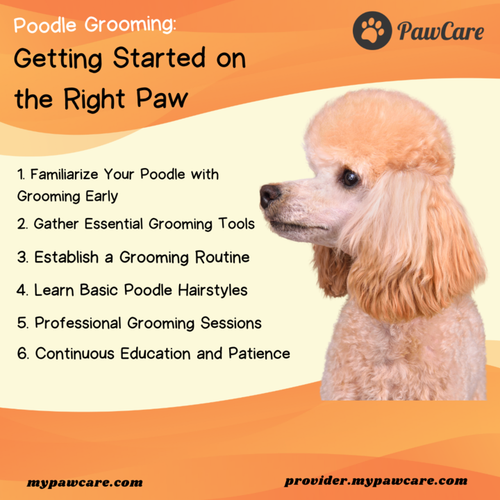 Poodle Grooming Getting Started on the Right Paw.png