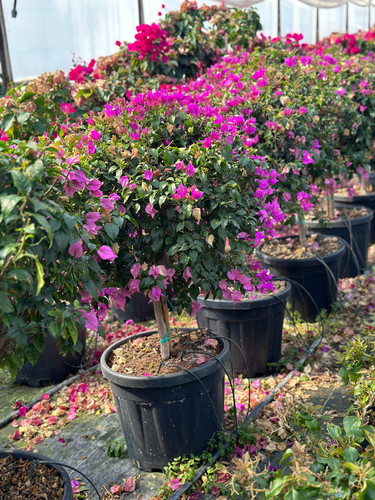 WhatsApp Image 2024 03 02 at 13.14.47 89b508bc.jpg