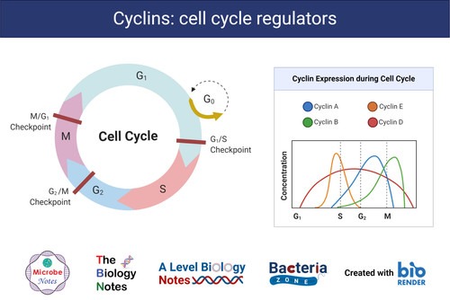 Cyclins Cell Cycle Regulators[1].jpg