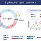 Cyclins Cell Cycle Regulators[1]