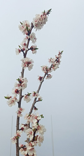 IMG 20240404 081301.jpg