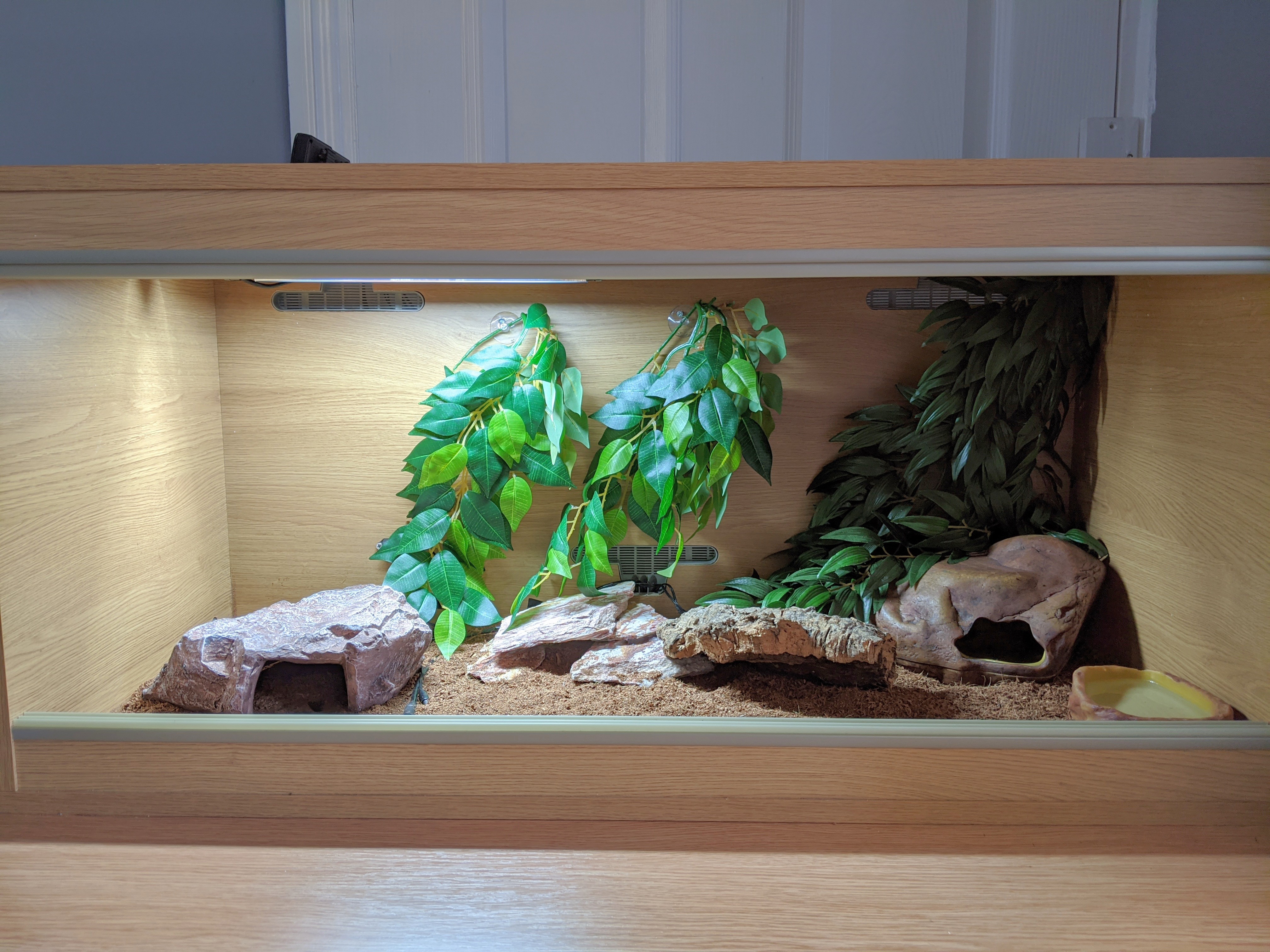 New Leopard Gecko feeding tips - Reptile Forums