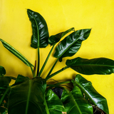 Screenshot 2024 04 06 at 21 50 08 Photo by Ramona Flwrs on Unsplash.png