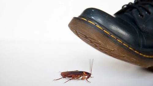 4 ways get rid cockroaches with vinegar.jpg