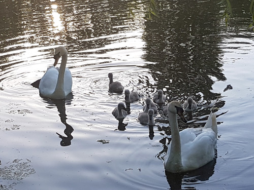Swans and Cygnets 4.jpg