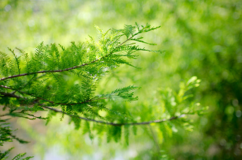 More Green leaves bokeh.jpg