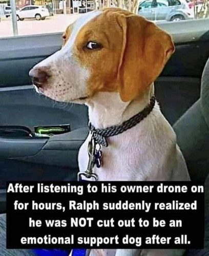 support dog.jpg