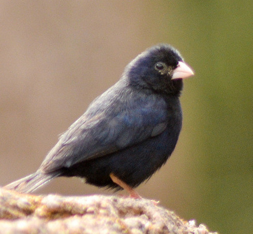 Indigo bird.jpg