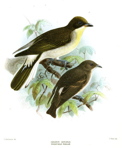 IndicatorProdotiscusKeulemans.jpg