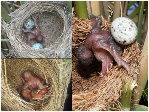 Common cuckoo parasitic brood.png