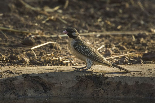 Greater Honeyguide Gambia (32270131400).jpg