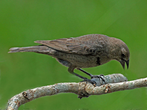 800px Brown headed Cowbird female RWD2.jpg